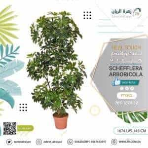 Schefflera arboricola tree, height 145 cm