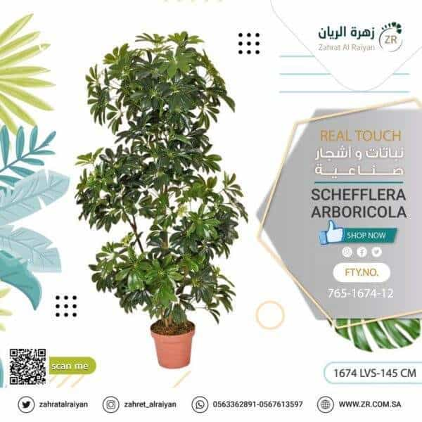 Schefflera arboricola tree, height 145 cm