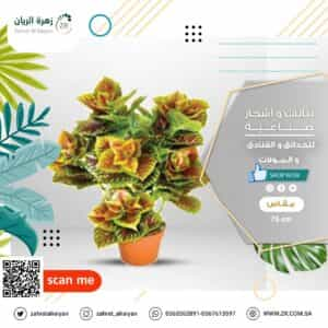 Artificial Fittonia Plant