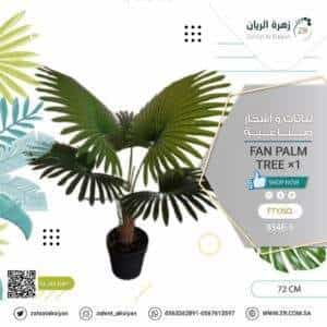 fan palm tree