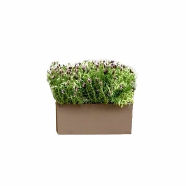 Square plastic planter, beige