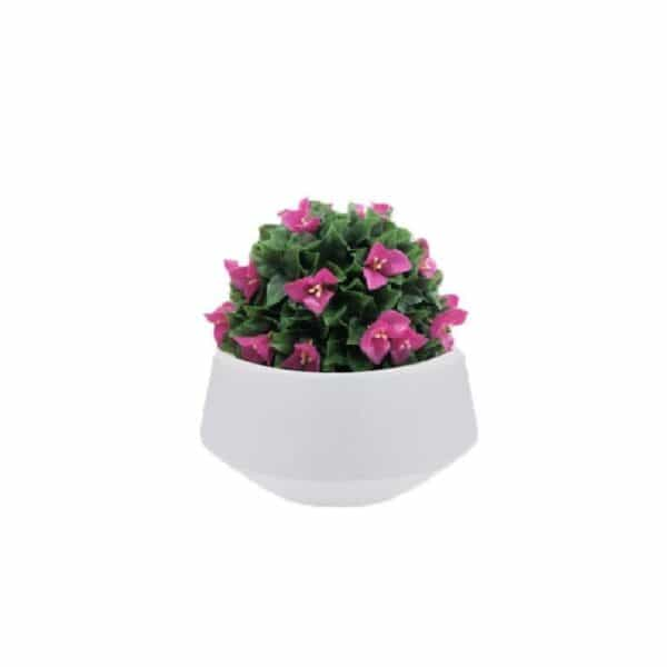 Distinctive white planters