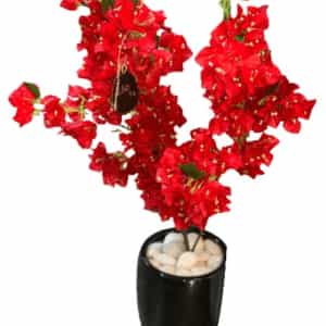 Planter arranged with bougainvillea flowers